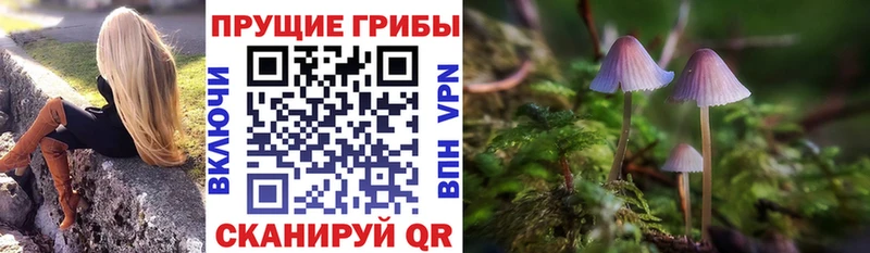 Галлюциногенные грибы Psilocybine cubensis  дарк нет какой сайт  Новодвинск 