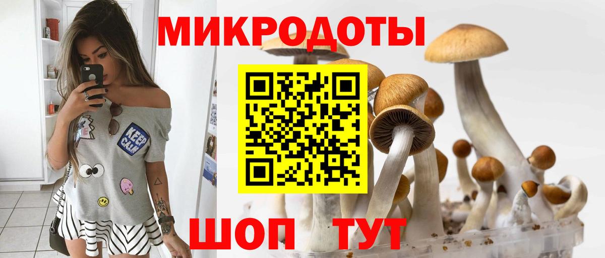 Галлюциногенные грибы Psilocybe Новодвинск